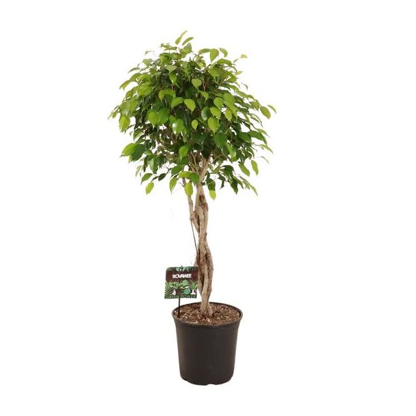 Planta ficus Benjamina | Ø27cm - ↕120cm | Perfecta para oficinas y salas de estar