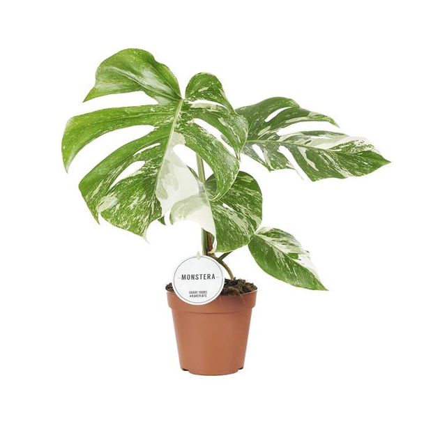 La Planta de Agujeros Variegada, Planta de Interior Verde, Tropical, Monstera Deliciosa Variegata - Ø15cm - ↕45cm