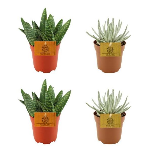2x Aloe paradisicum + 2x Senecio scaposus - 4 piezas - Ø10.5 cm - ↕10 cm