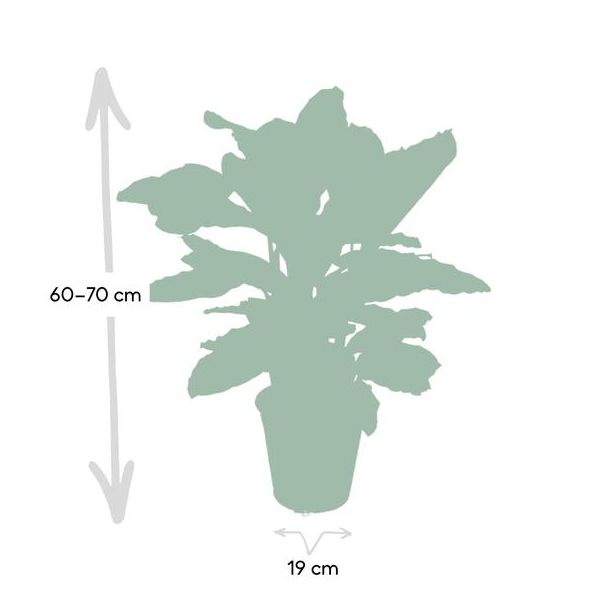 Pauwenplant 60 - 70 cm