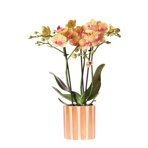 Orquídea mariposa Jamaica en maceta a rayas naranjas