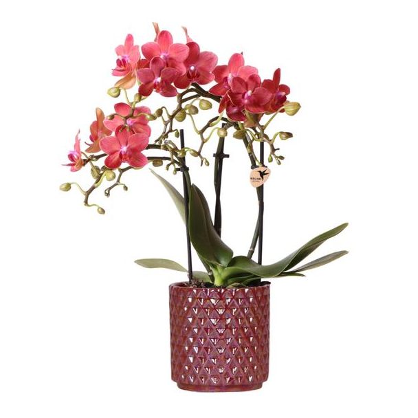 Orquídea mariposa Congo en maceta Pearl roja