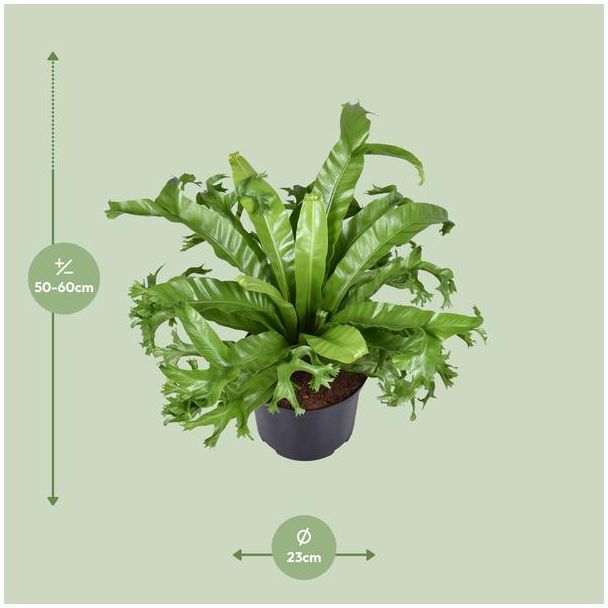 Asplenium Nidus Crissie