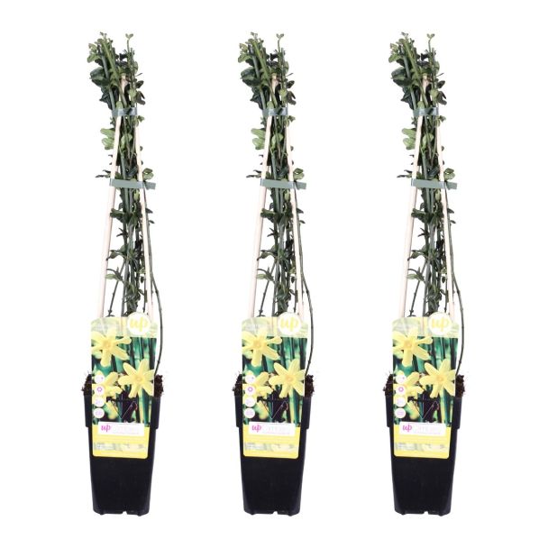 Set van 3 winterjasmijnen voor pergola of muur