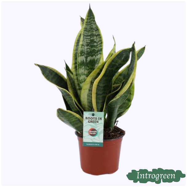 Lengua de suegra, Hoja oscura con raya, Sansevieria Futura Superba - Ø12cm - ↕35cm