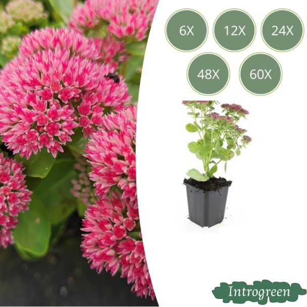 Sedum