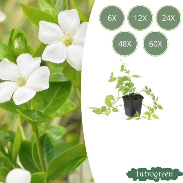 Vinca mayor Blanca