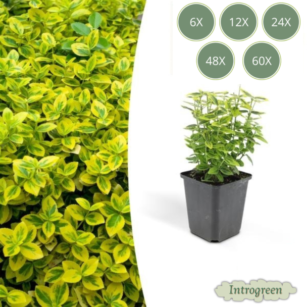 Euonymus de hojas variegadas