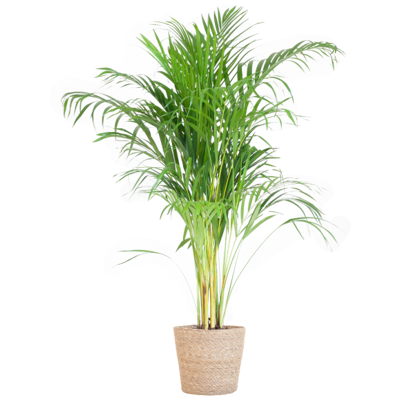 Areca palm Dypsis lutescens met mand naturel Ø21