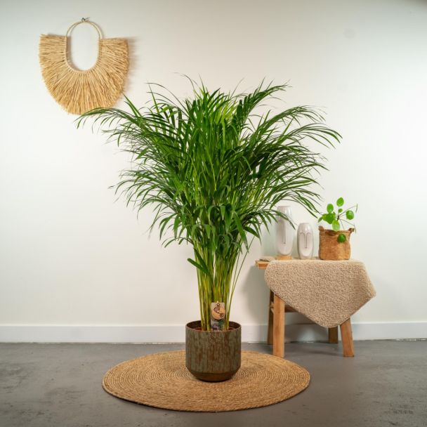 Areca palm met frisgroene waaierbladeren in woonkamer