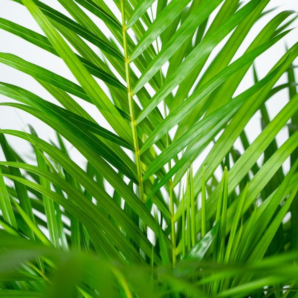 detailbladeren Goudpalm Areca 