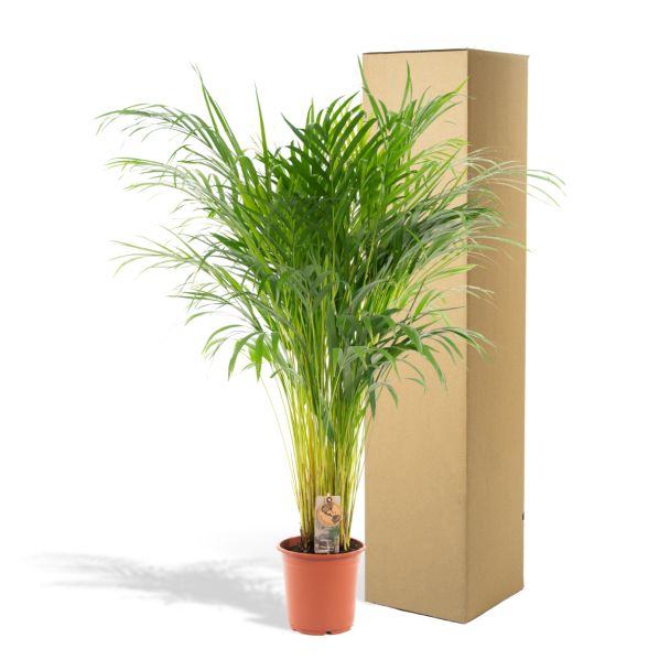 Areca palm in verpakking