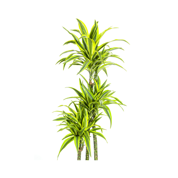 bovenkant dracaena-deremensis-lemon-lime-kamerplant