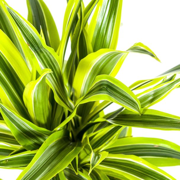 dracaena-lemon-lime-bladeren-detail
