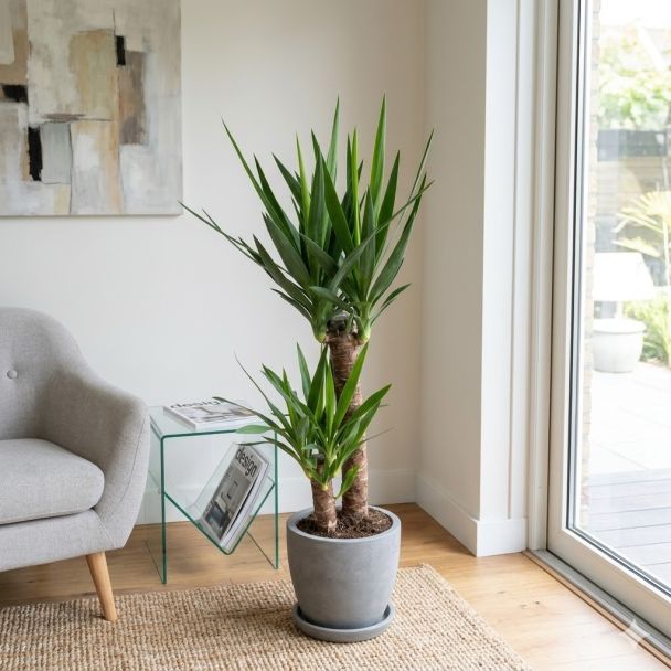 Palmlelie woonkamer