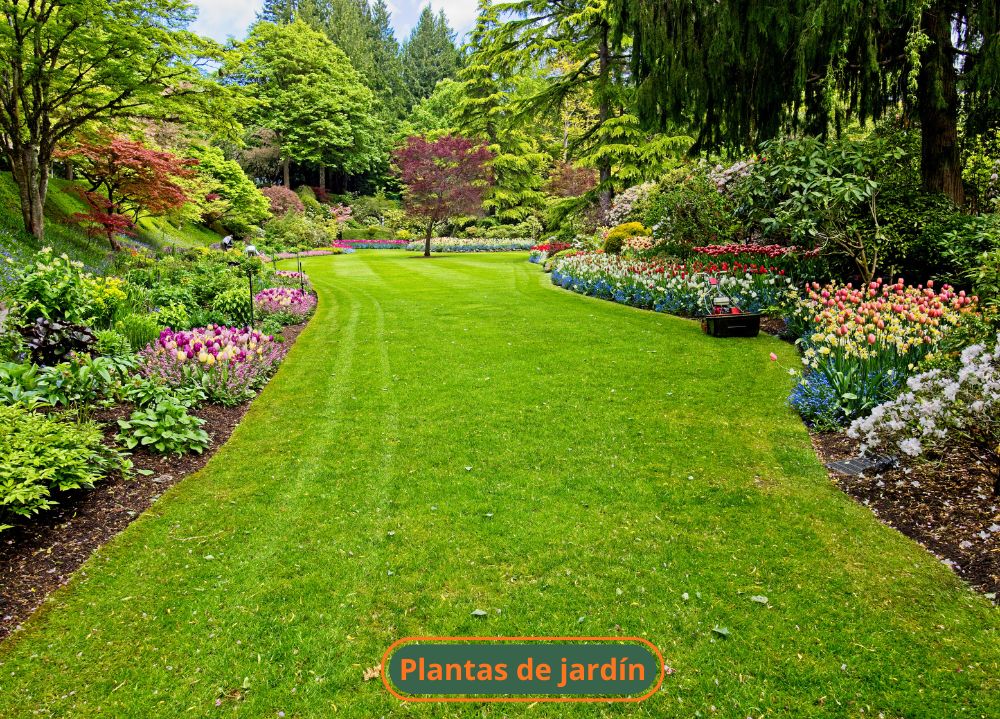 Plantas de jardín Plantas de jardín