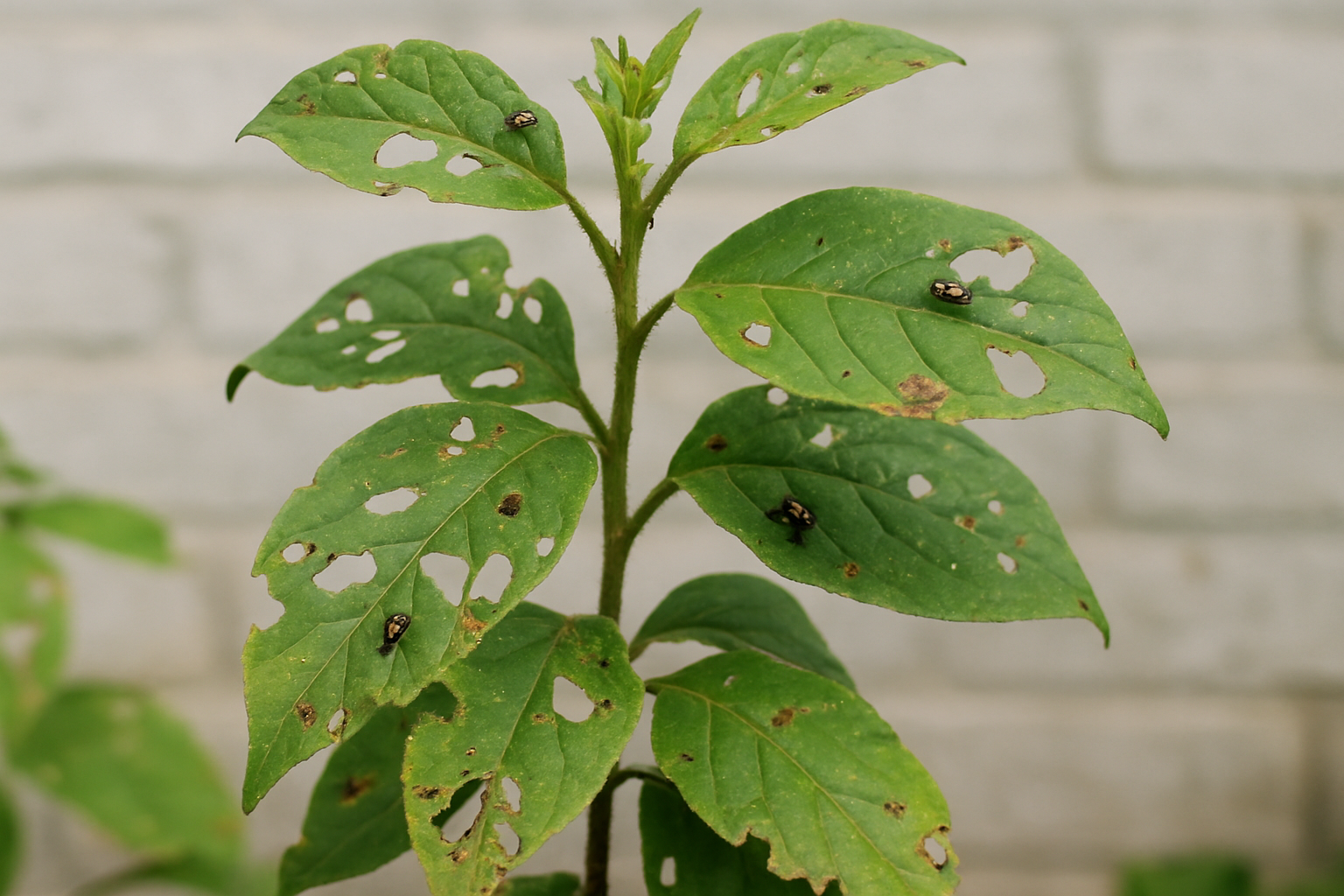 Plagas en plantas de jardín: reconocer y actuar